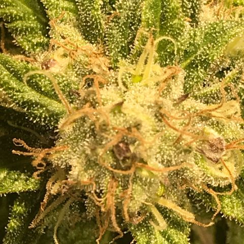 Limona growlog timeline photo