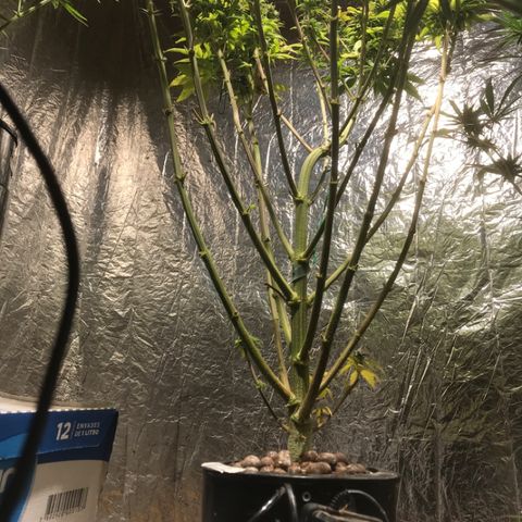 Limona growlog timeline photo