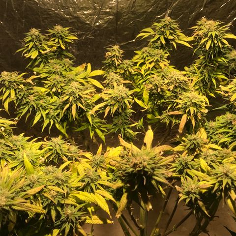 Limona growlog timeline photo