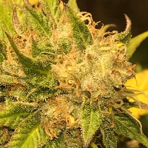 Limona growlog timeline photo