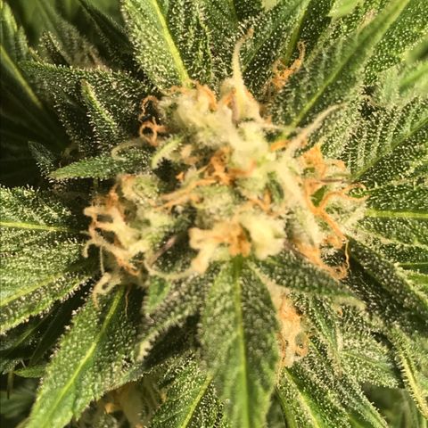 Fuego growlog timeline photo
