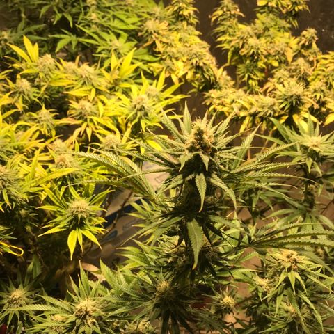 Limona growlog timeline photo