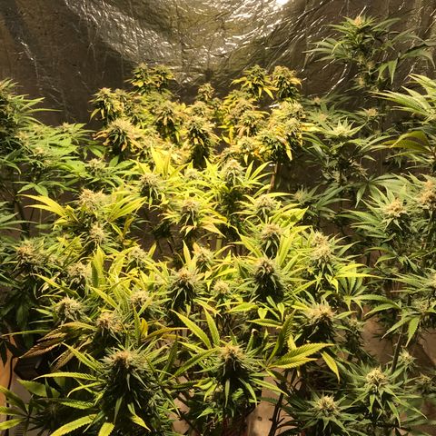 Limona growlog timeline photo