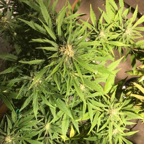 Fuego growlog timeline photo