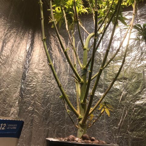 Limona growlog timeline photo