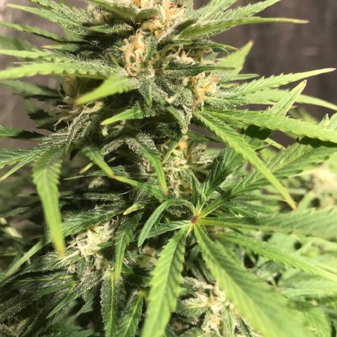 Fuego growlog timeline photo
