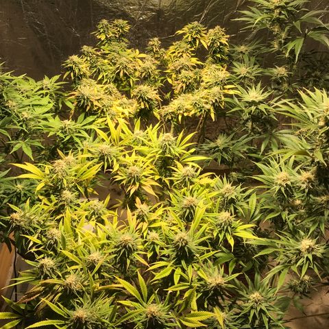 Limona growlog timeline photo