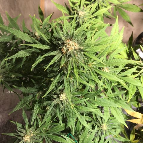 Fuego growlog timeline photo
