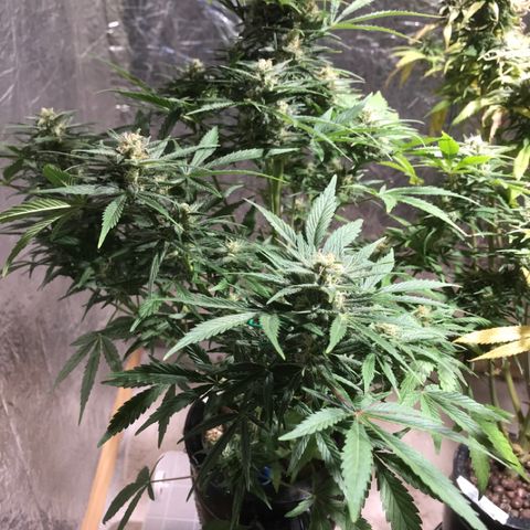 Fuego growlog timeline photo