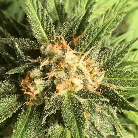 Fuego growlog timeline photo