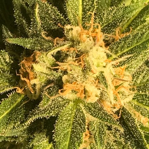 Fuego growlog timeline photo