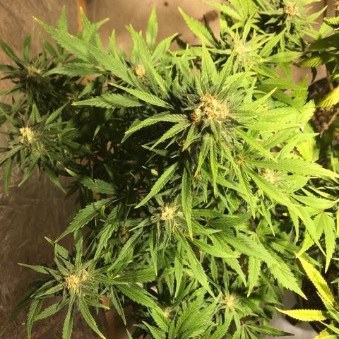 Fuego growlog timeline photo