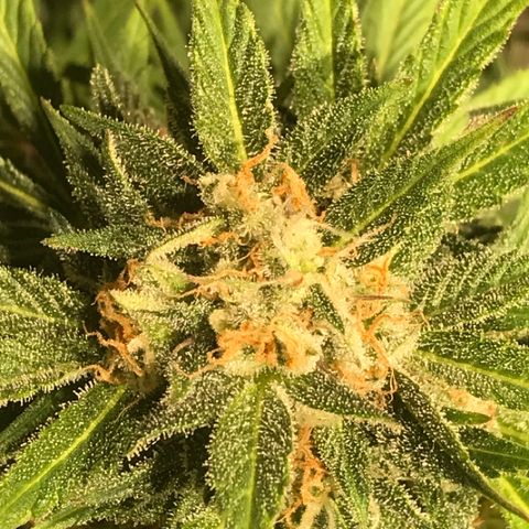 Fuego growlog timeline photo