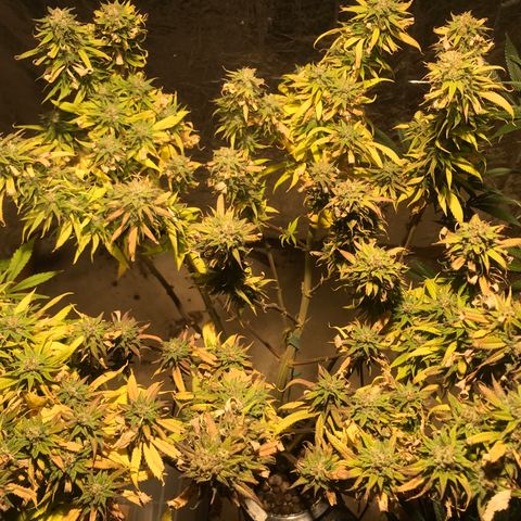 Limona growlog timeline photo