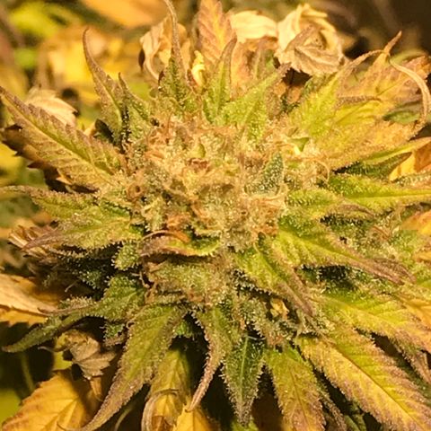Limona growlog timeline photo