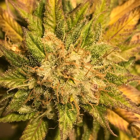 Limona growlog timeline photo