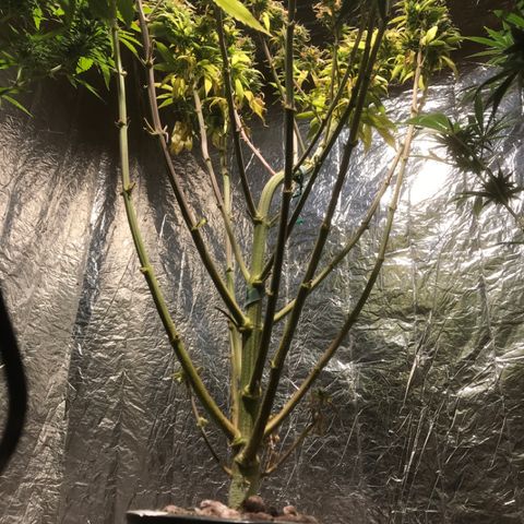 Limona growlog timeline photo