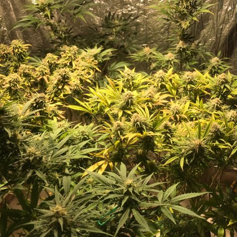 Limona growlog timeline photo