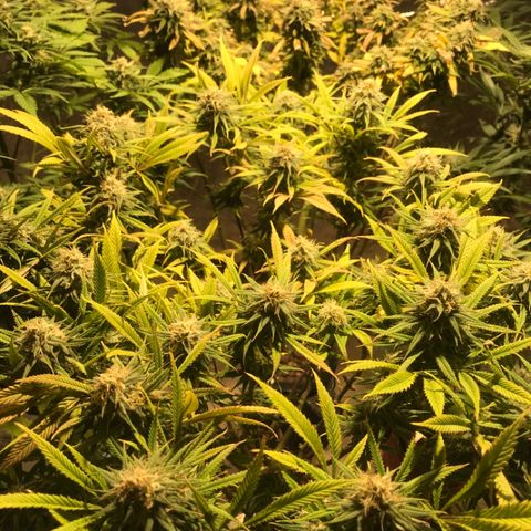 Limona growlog timeline photo