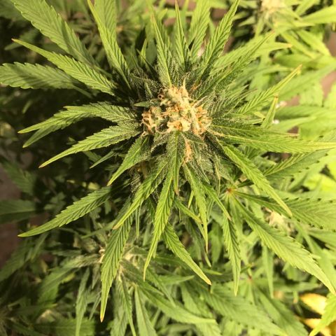 Fuego growlog timeline photo