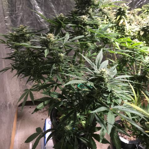 Fuego growlog timeline photo