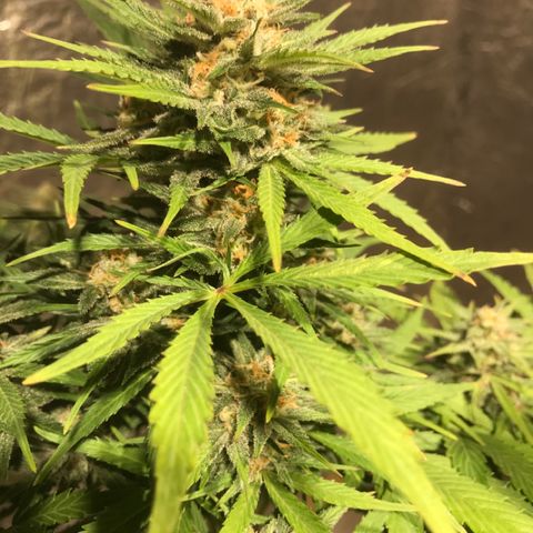 Fuego growlog timeline photo
