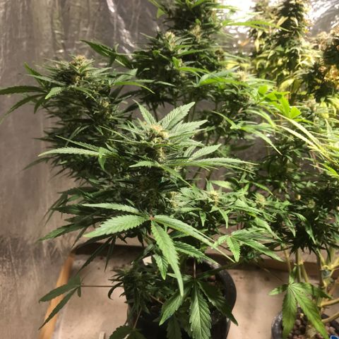 Fuego growlog timeline photo