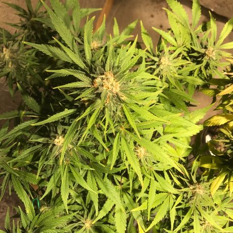 Fuego growlog timeline photo