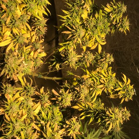 Limona growlog timeline photo