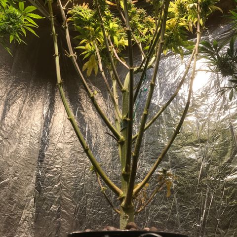 Limona growlog timeline photo