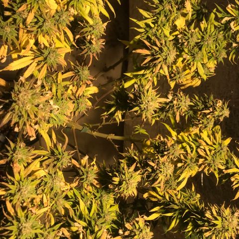 Limona growlog timeline photo