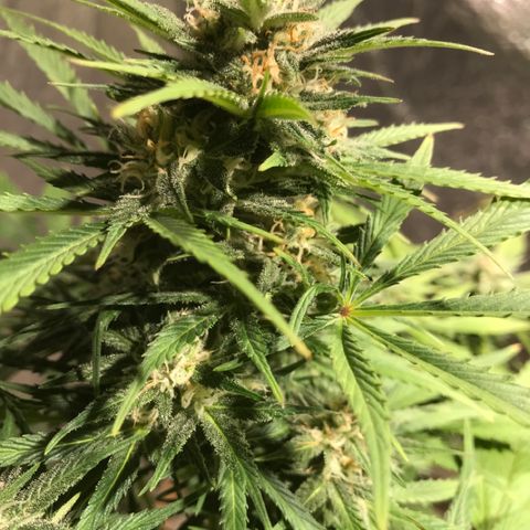 Fuego growlog timeline photo
