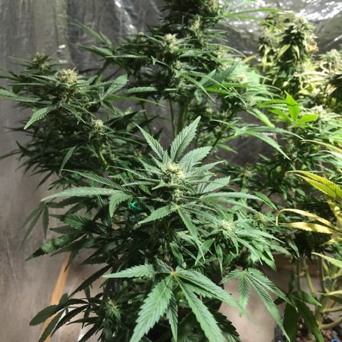 Fuego growlog timeline photo