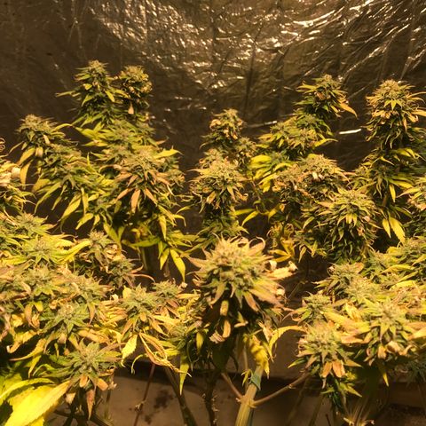 Limona growlog timeline photo