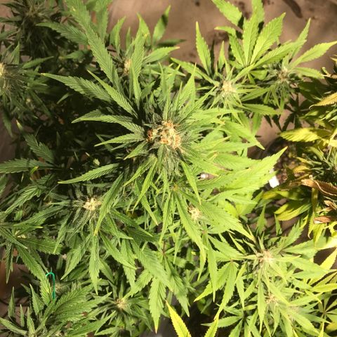 Fuego growlog timeline photo
