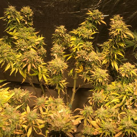 Limona growlog timeline photo