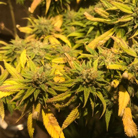 Limona growlog timeline photo