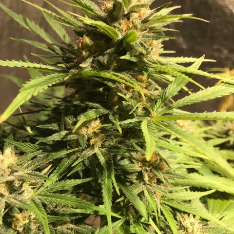 Fuego growlog timeline photo