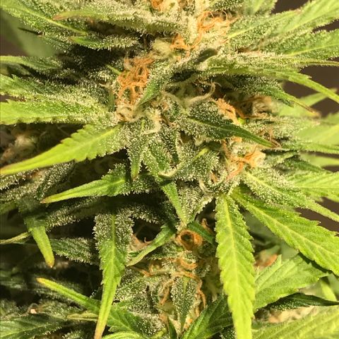 Fuego growlog timeline photo