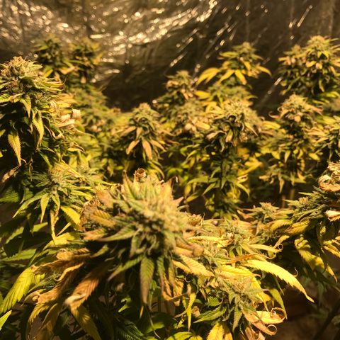 Limona growlog timeline photo