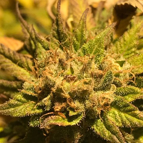Limona growlog timeline photo