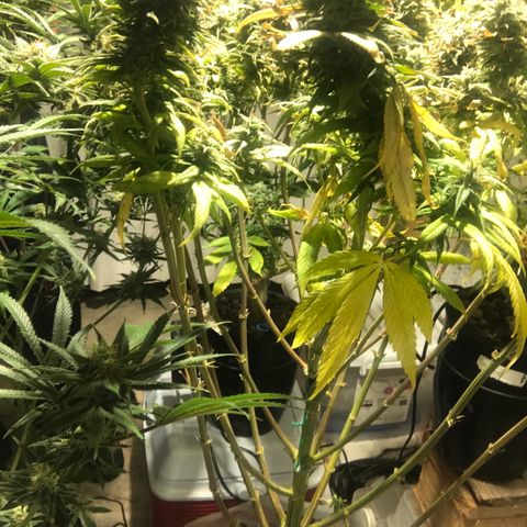 Limona growlog timeline photo
