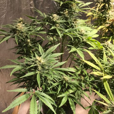 Fuego growlog timeline photo