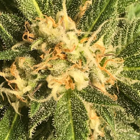 Fuego growlog timeline photo