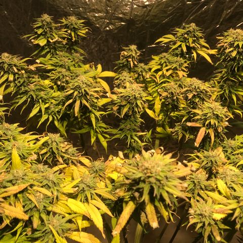 Limona growlog timeline photo