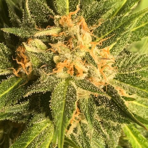 Fuego growlog timeline photo