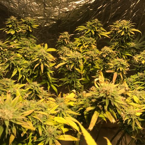 Limona growlog timeline photo
