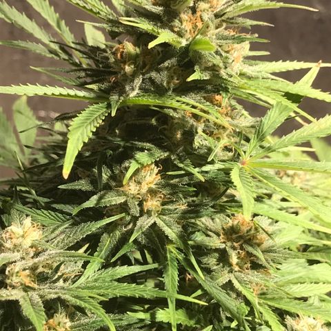 Fuego growlog timeline photo