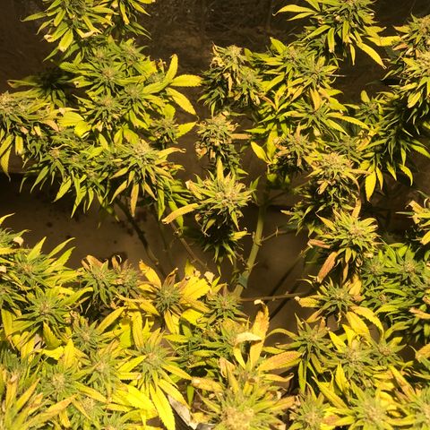 Limona growlog timeline photo