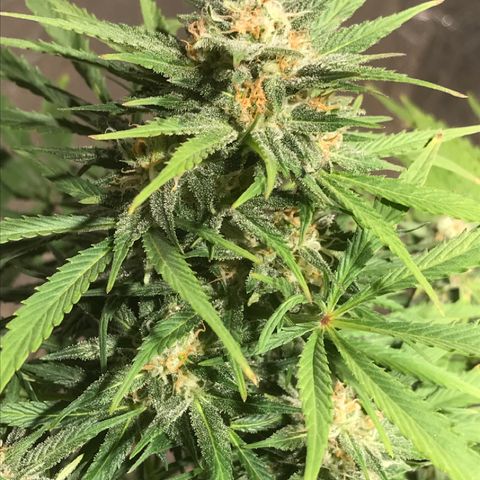Fuego growlog timeline photo